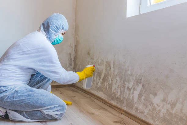 Licensed Mold Remediation service in Irving, TX - WQB Mold Removal